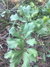 8 Live White Oak Shade Trees Plants Seedlings Sapling  Acorn 6 to 10 inches Sapling price