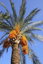 1- Medjool 1+ Year Old Date Palm Seedling Phoenix Dactylifera Plant Sapling Sapling price