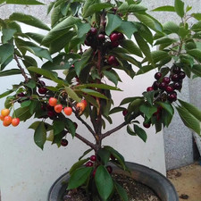 Live Bare Root Cherry Sapling, Easy Care Home Garden Decor Sapling price