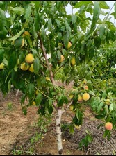Rooted Bare Root Peach Tree Sapling, Ready to Plant Home Garden Decor Sapling price