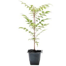 Chinese Pistache Tree Sapling (Pistacia Chinensis) in 2.5" Nursery Cubes Sapling price