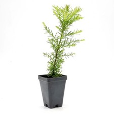 Coastal Redwood (Sequoia sempervirens) in 2.5” Nursery Cubes, Live Tree Sapling Sapling price