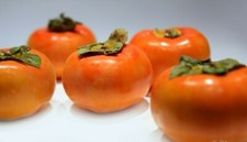 LIVE PLANT FUYU PERSIMMON TREE 1 to 2 FT. SAPLING SEEDLING DIOSPYROS KAKI FRUIT Sapling price