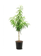 Red Haven Peach Tree 2-3ft Outdoor Prunus Persica Redhaven Fruit Garden Tree Sapling price