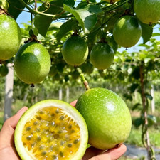 Yellow Passion Fruit Sapling, Home Garden Sapling price