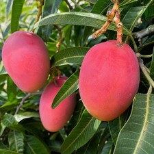 Miyazaki Mango Tree Grafted Sapling Rare Sweet Japanese Red Mango Fruit Plant Sapling price