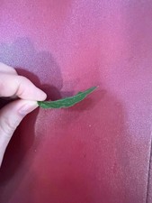 Wooden Puzzles Toys for Kids Ages 1 dried jasmine leaf on red font Wooden Toys price