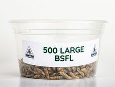 Reptile Food - LIVE Black Soldier Fly Larvae (Large) Food price