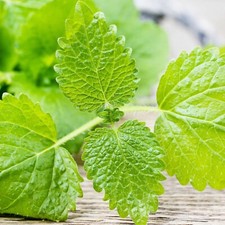 1000++ LEMON BALM SEEDS (Melissa officinalis) - NON GMO , Heirloom Seeds | USA Seeds price