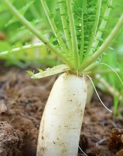 100+ Daikon Radish Seeds - Heirloom | Non GMO, Daikon Japanese | USA Seeds price