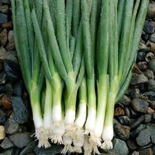 200 EVERGREEN BUNCHING ONION SEEDS ~ heirloomseedguy ~ 2026 ~ NON-GMO Seeds price