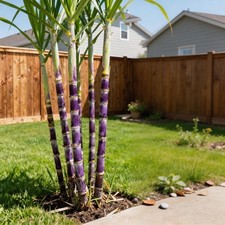 1000 Pcs Tropical Sugar Cane Seeds Garden Plant Seeds for Warm Area Planting Seeds price