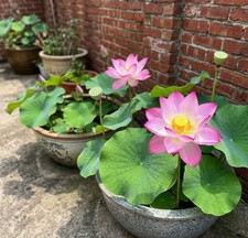Lotus Flower Seeds 50pcs - Suitable for Home Pond and Aquatic Planting Areas Seeds price