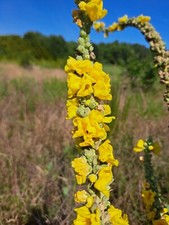 Mullein Seeds, 1,000+ Seeds, Verbascum Thapsus, Common Mullein - Medicinal, Tea Seeds price