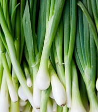Warrior Bunching Onion Seeds, AAS, NON-GMO, Japanese Bunching Onion, FREE SHIP Seeds price
