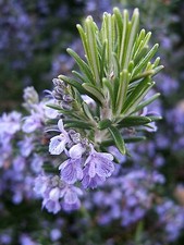 Rosemary Seeds, NON-GMO, Heirloom, Variety Sizes, Anthos, FREE SHIPPING Seeds price