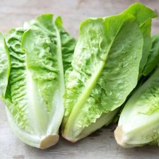 Little Gem Lettuce Seeds | Heirloom / Non-GMO | Free Shipping | 1107 Seeds price