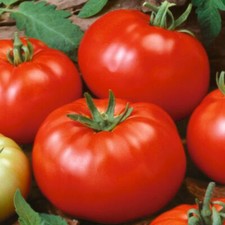 Beefsteak Tomato Seeds | Heirloom / Non-GMO | Free Shipping | Seed Store | 1020 Seeds price