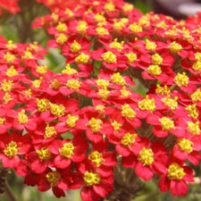 Red Yarrow Seeds | Heirloom / Non-GMO | Free Shipping | Seed Store | 1267 Seeds price