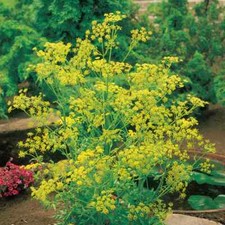 Bouquet Dill Seeds | 500 Seeds | Heirloom / Non-GMO | Free Shipping | 1144 Seeds price
