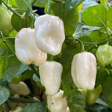 White Habanero Pepper Seeds | Heirloom / Non-GMO | Free Shipping | 1287 Seeds price