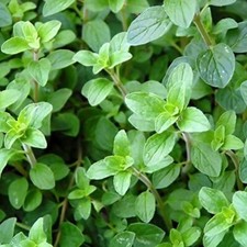 Italian Oregano Seeds | 2,000 Seeds | Heirloom / Non-GMO | Free Shipping | 1143 Seeds price