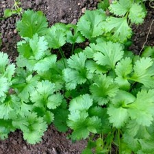Leisure Cilantro/Coriander Seeds | Heirloom / Non-GMO | Free Shipping | 1280 Seeds price