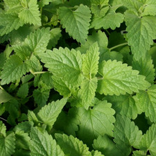 Catnip Seeds | Nepeta Cataria | Heirloom / Non-GMO | Free Shipping | 1164 Seeds price