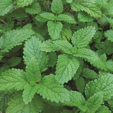 Lemon Balm Seeds | Heirloom / Non-GMO | Free Shipping | Seed Store | 1151 Seeds price
