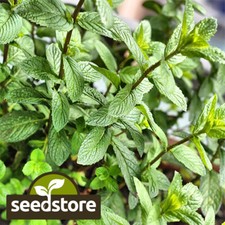 Peppermint Seeds | Heirloom / Non-GMO | Free Shipping | Herb Seeds | 1169 Seeds price
