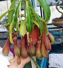 Nepenthes Ventricosa - Pitcher Plant - Live Tropical Carnivorous Plant Pitcher price