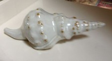 Artisan Sea Shell Decorative Object Figurine Accent 9" Ceramic Coastal Decor 🦩 Decorative Object price