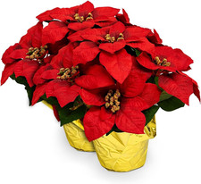 Realistic 17" Silk Poinsettia Plant Christmas Decor - 2 Pack Yılbaşı Süs ve Aksesuarları price