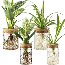 Glass Plant Propagation Stations for Plants – Set of 4(2 Large & 2 Small) Vase price