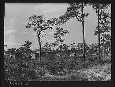 Photo:Turpentine camp. North Florida Turpentine price