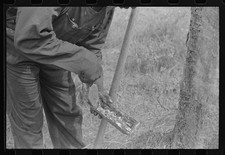 Photo:Pembroke Georgia 1941 Turpentine Grove Chipping Hack Worker Turpentine price