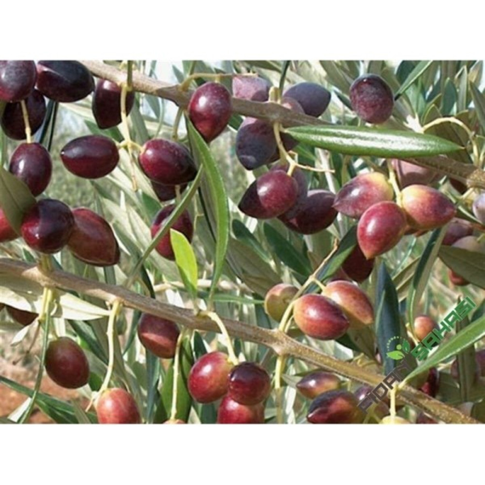 Ebruli Ayvalık Zeytin Fidanı Fidan Fiyatı