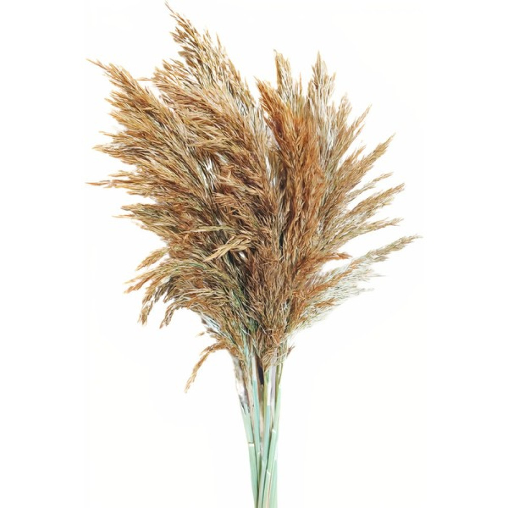 Eçiçek Pampas Otu Çiçeği Naturel Renk Ev & Dekorasyon Aksesuarları Fiyatı