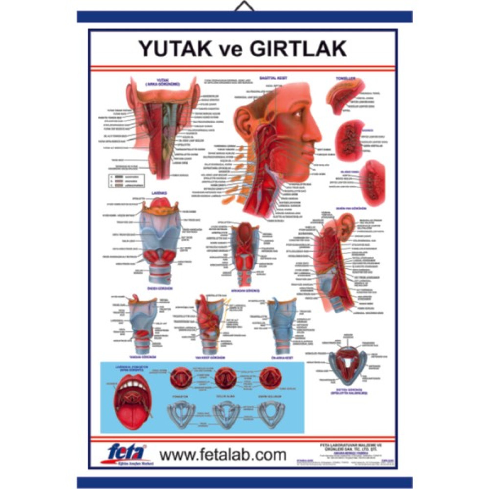 Edulab Yutak ve Gırtlak Eğitim Plakası Okul Malzemeleri Fiyatı