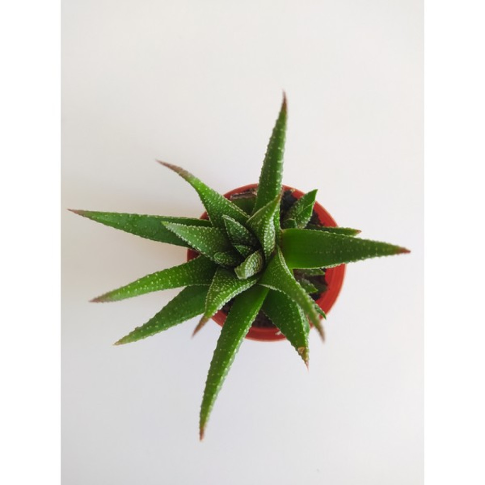 Efece E&A Haworthia Zebrina 5,5luk Saksıda 8-10CM Havortia Sukulent Havortia Kaktüs Sukulent Canlı Sukulent Bitki Fiyatı