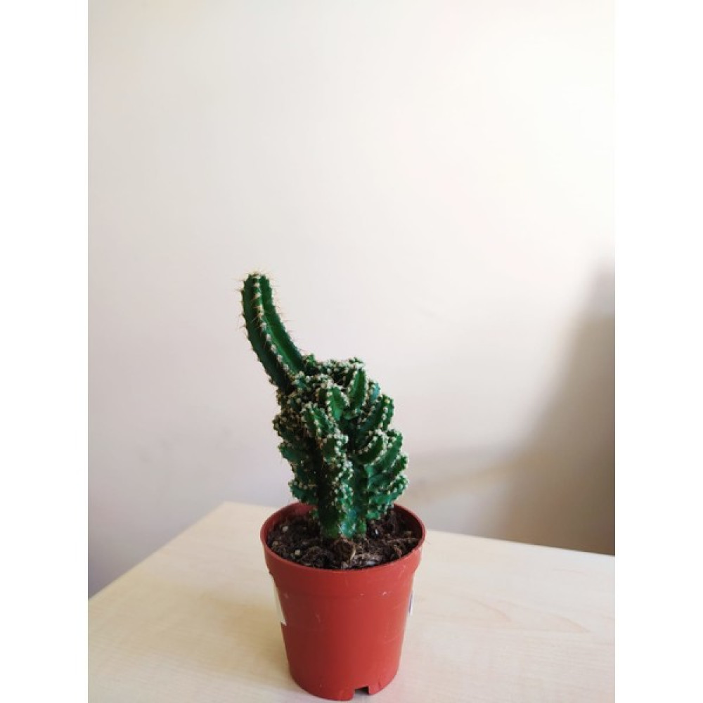 Efece E&A Radyasyon Emici Kaktüs Cereus Paolina Radyasyon Emici Bitki Radyasyon Önleyici Mexico Kaktüs Bitki Fiyatı