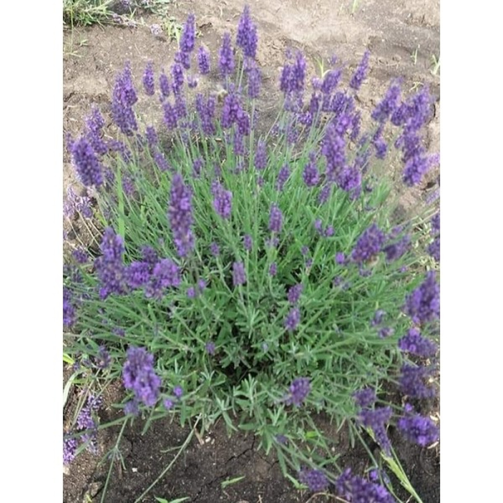 Egemen Fidancılık 50 Adet Açık Köklü Angustifolia Lavanta Fidesi Fidanı Fidan Fiyatı