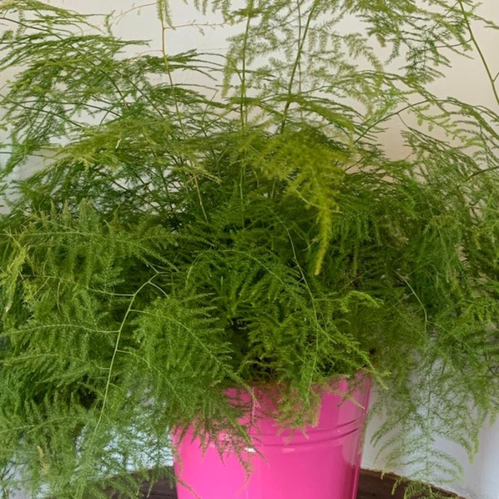Eget Tül Kuşkonmaz (Asparagus Plumosus) Oto Boyaları Fiyatı