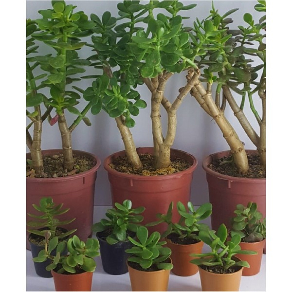 Egzotik Bahçe Crassula Ovata Sukulent Para Çiçeği Şans Bitkisi Mini Kaktüs Saksısında Bitki Fiyatı