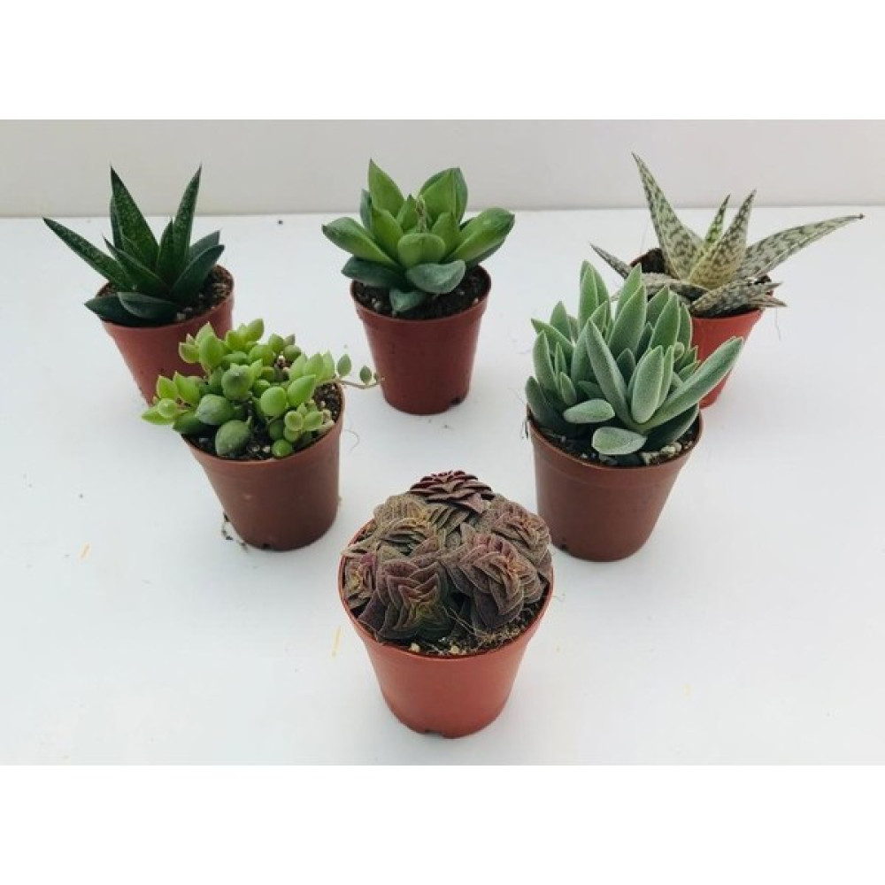 Egzotik Bahçe Egzotikbahçe 6'lı Sukulent Set - Özel Renkli Çeşitler - 3+3 Haworthia + Sukelent - Yok Oto Boyaları Fiyatı