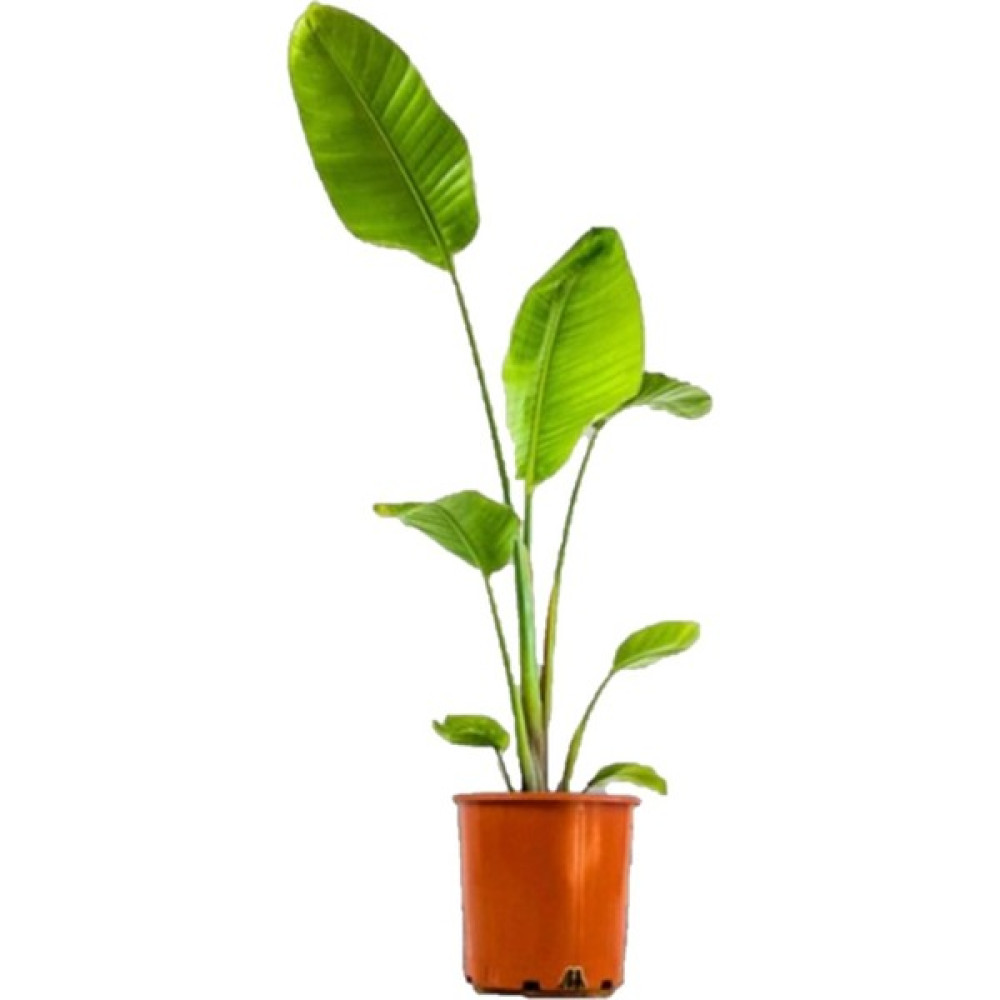 Egzotik Bahçe Egzotikbahçe Starliçe Beyaz Cennet Kuşu Çiçeği 60-90 cm Strelitzia Salon Bitkisi Bitki Fiyatı