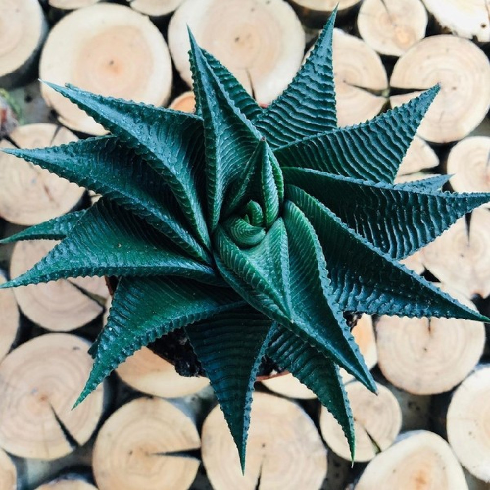 Egzotik Bahçe Haworthia Limifolia Succulent Tırtık Yapraklı Nadir Tür Sukulent Bitki Fiyatı
