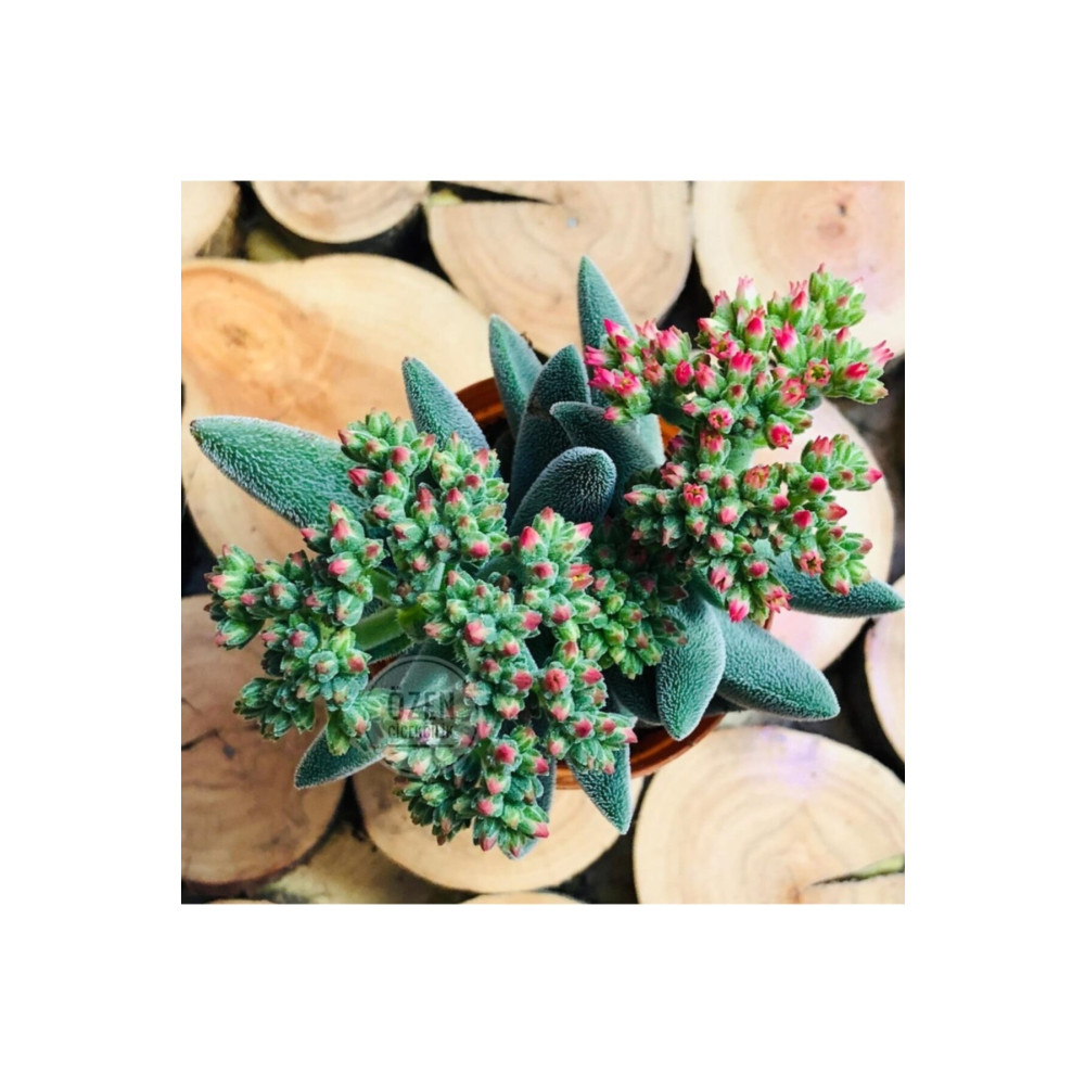 EGZOTİKBAHÇE Crassula Mesembryanthemoides Succulent Tüylü Çiçek Açan Sukulent Bitki Fiyatı