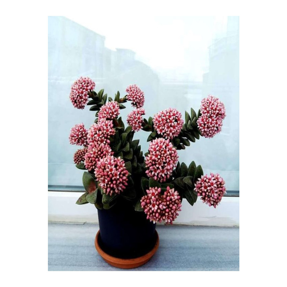 EGZOTİKBAHÇE Crassula Springtime Katlı Çiçek Açan Sukulent Bitkisi Dekoratif Bahçe Ürünleri Fiyatı