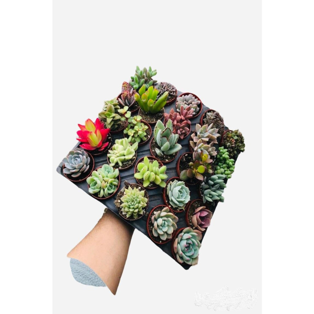 EGZOTİKBAHÇE Sukulent Seti 10 Adet Farklı Succulent Mix Dolgun Formlu Çeşit Bitki Fiyatı